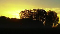 golden light in the fog Stock Footage