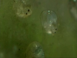 Cypris, freshwater ostracod, resting on algae Stock Footage