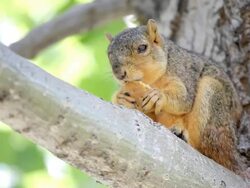 HD squirrel in a tree eating Stock Footage