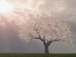 Cherry tree with rays of light Stock Footage