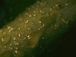 High Speed -ECU Seeds in water drops running down Mesembryanthemum stem, South Africa Stock Footage