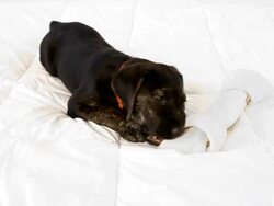 Bone Dog Stock Footage