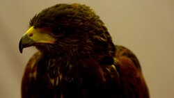 Golden Eagle close-up Stock Footage