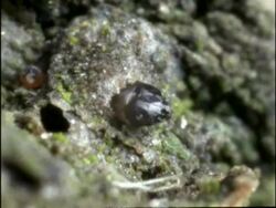 Time lapse - BCU Winter Moth (Operophtera brumata) Caterpillar emerging from egg, UK Stock Footage