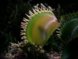 Insect trapped inside Venus Fly Trap, UK Stock Footage
