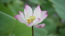 Pink lotus water lily Stock Footage
