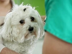 Veterinarian Examining Malteser Stock Footage