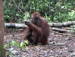 Adolescent Orangutan eating Bananas Stock Footage