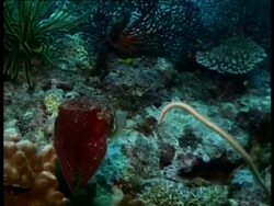 MCU High angle, Red Cuttlefish (Sepia pharaonius) swims through coral, away from camera, Witu Islands, Papua New Guinea , West New Britain Region Stock Footage