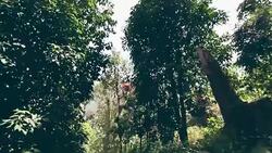 Zip line Adventure Stock Footage