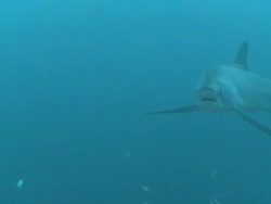 Thresher shark (Alopias vulpinus) behaviour coming into cleaning stations to be cleaned, Malapascua, Philippines Stock Footage
