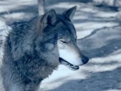 Wolf in the Moonlight Stock Footage