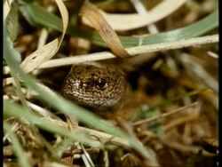 CU Slow Worm, Anguis fragilis, head poking out amongst blades of grass, moves through grass, United Kingdom Stock Footage