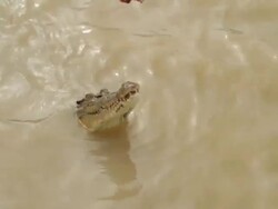 MS TU TD Shot of Crocodile swims up out of water for bait / Northern Territory, Australia Stock Footage