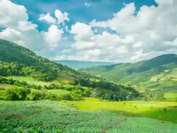 Cabbage on the mountain Stock Footage
