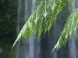 Waterfall and fern Stock Footage