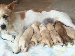 jack russell terrier Dog Nursing her puppy Stock Footage