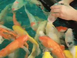 koi fish pond Stock Footage