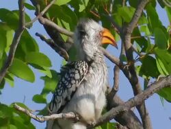 Gelbschnabeltucan Stock Footage