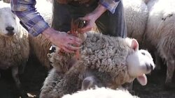 Farmer Using Toe Clippers Stock Footage