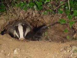 CU TS SLO MO Shot of European Badger, meles meles, Pair standing at Den Entrance, Normandy / Calvados, Normandy, France Stock Footage