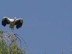 MS SLO MO Shot of White Stork (Ciconia ciconia) adult taking off in flight / Saintes Marie de la Mer, Camargue, France Stock Footage