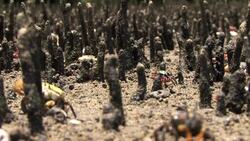 Fiddler crab city Stock Footage