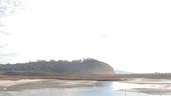 Torrey Pines Stock Footage