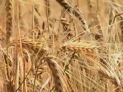 HD: Wheat Stock Footage