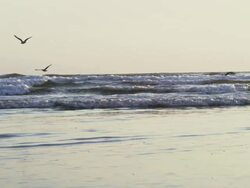 MS PAN SLO MO Shot of Seagulls fly low over ocean waves / Astoria, Oregon, United States  Stock Footage