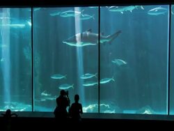 WS View of Family looking in to shark tank at Two Oceans Aquarium / Cape Town, Western Cape, South Africa Stock Footage