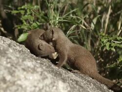 MS Two mongoose on rock / Hoedspruit, South Africa Stock Footage