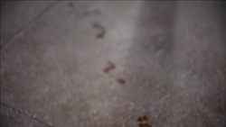 CLEAN : FILE: Party organiser guilty over Taiwan fireball that killed 15 News Clip