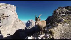 HD-Handheld: Curious Rock Goat Stock Footage