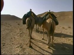 Backshot of Camel caravan, track forward, camels walking on sand away from camera, MS, Israel Stock Footage