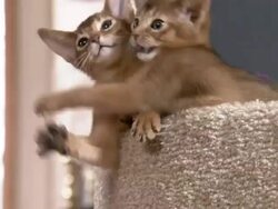 Medium Close Up hand-held zoom-in - Abyssinian kittens bat a toy. Stock Footage