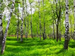 Birch grove Stock Footage