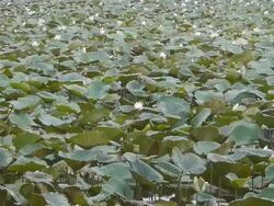 Lotus pond Stock Footage
