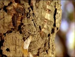 Gypsy moths (Lymantria dispar) on bark, track up, Andalusia, Southern Spain Stock Footage