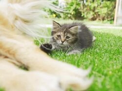 HD SUPER SLOW-MO: Kitten And Dog's Tail Stock Footage