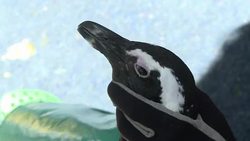 CLEAN: Endangered African Penguins reveal plight of marine ecosystem News Clip