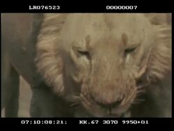 CU Male Lion's bloodied head, panting, looking to camera Stock Footage
