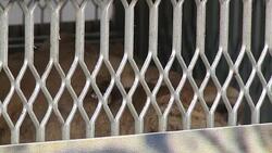 CLEAN : Abused wild animals are rescued in Mexico and sent to the US News Clip