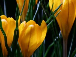 Crocus blooming Stock Footage