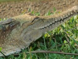 MS View of Profile crocodile / Northern Territory, Australia Stock Footage