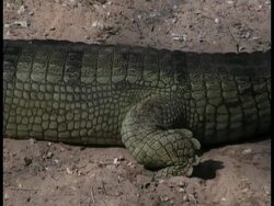Gharial (Gavialis gangeticus) crawling, in captivity, India Stock Footage