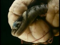 BCU Embryonic grass snake head within egg, at 6 weeks, England Stock Footage