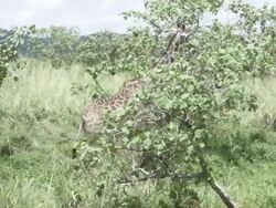 Giraffe Walking Stock Footage