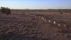 Outback Farm - Aerial Stock Footage
