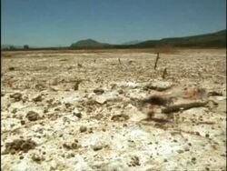 Female Sand Wasp (Ammophila) arrives at, and uncovers burrow with caterpillar, MCU Low angle,  USA Stock Footage